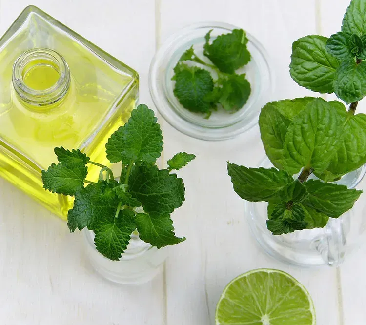 MENTA 20 GR SOBRES